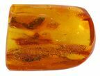 Fossil Velvet Mite (Trombidiidae) In Baltic Amber #45150-2